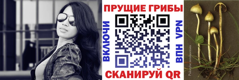 наркошоп  Пудож  Псилоцибиновые грибы MAGIC MUSHROOMS 